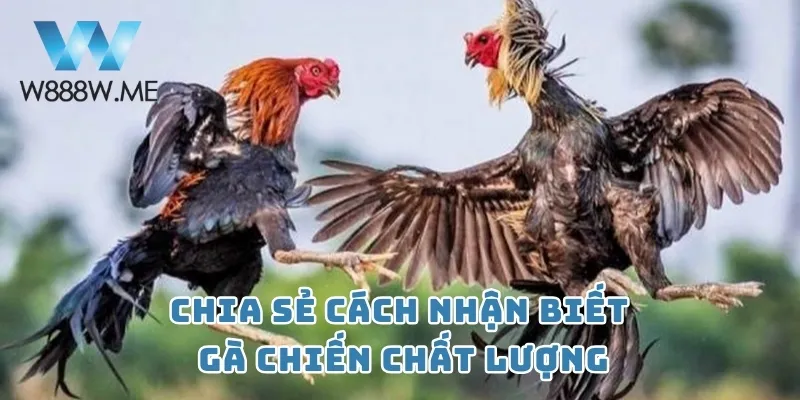 Chia sẻ cách nhận biết gà chiến chất lượng