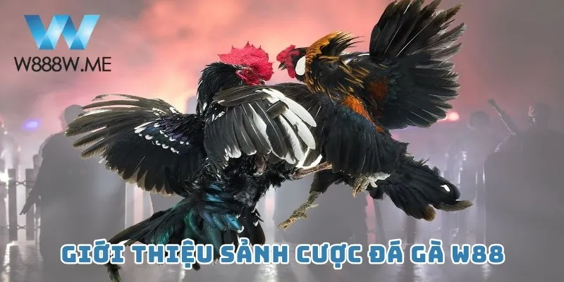 Giới thiệu sảnh cược Đá gà W88