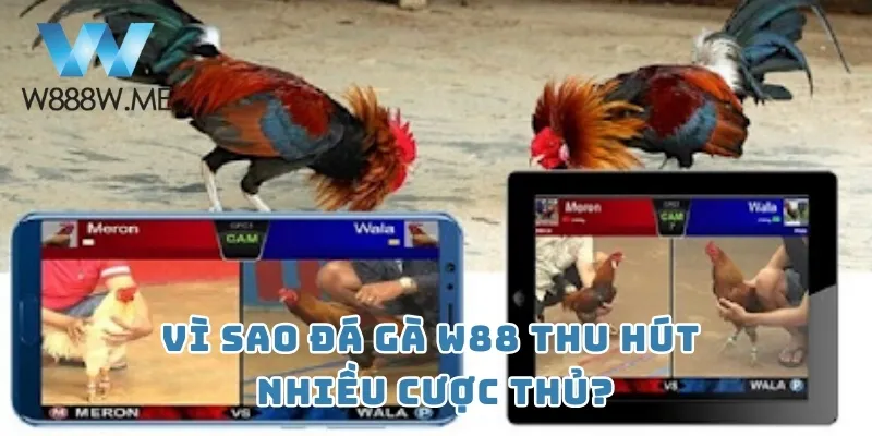 Vì sao Đá gà W88 thu hút nhiều cược thủ?